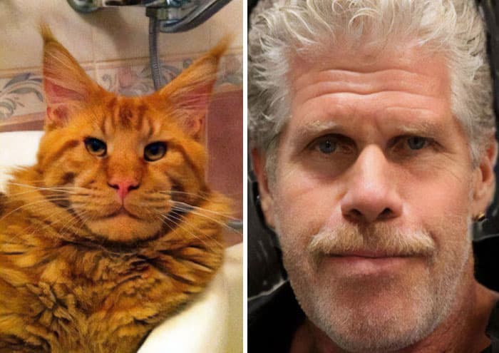 Celebrity Lookalike