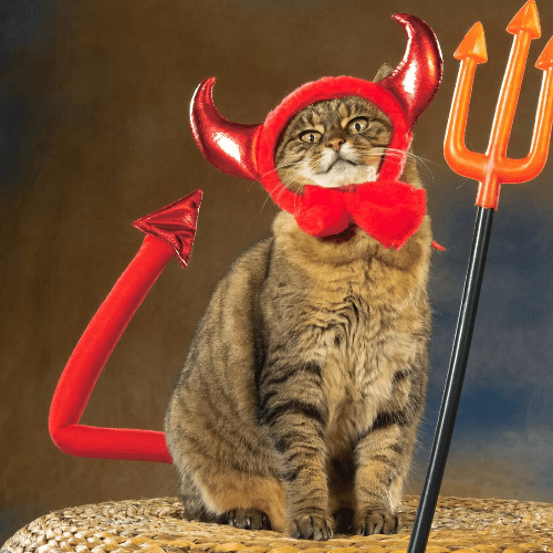 darecat